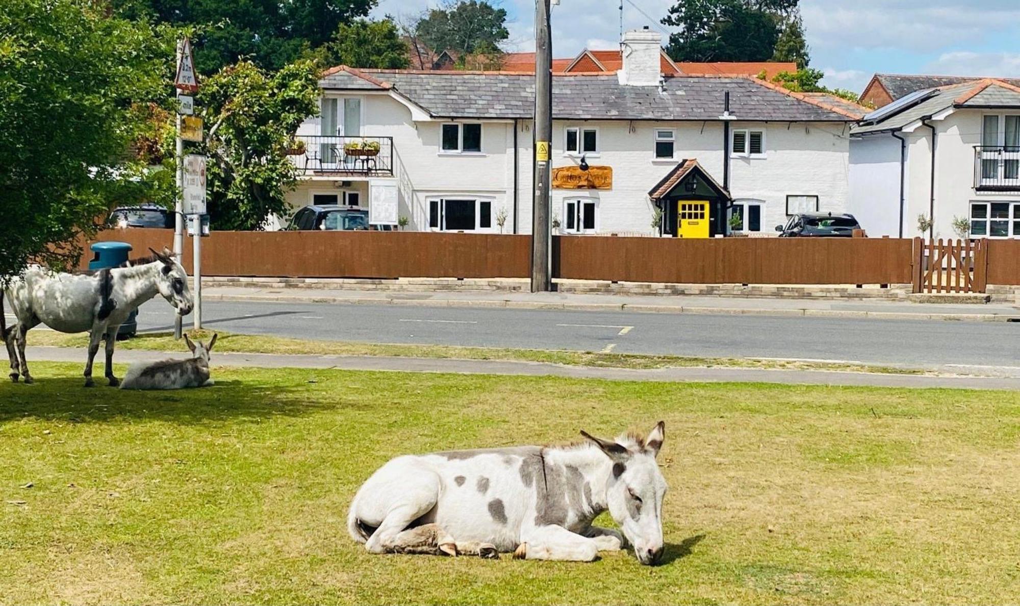 Cottage Lodge Hotel Brockenhurst Zewnętrze zdjęcie